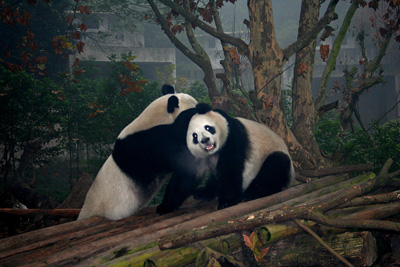Panda Base, Chengdu.