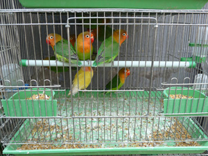 Bird, Fish & Bug Market, Beijing.