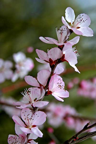 Beijing Botanical Gardens, Beijing, China.