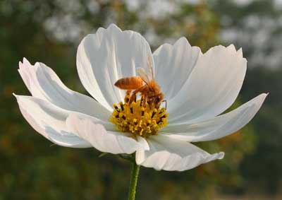The garden is a natural habitat for many different insects.