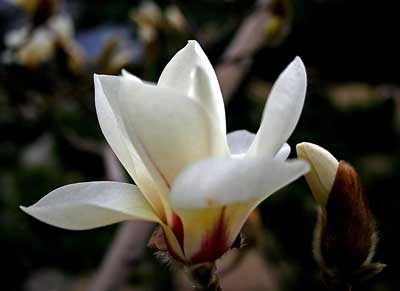 Beijing Botanical Gardens.