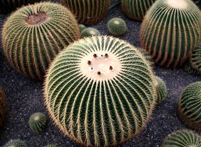 Beijing Botanical Gardens.