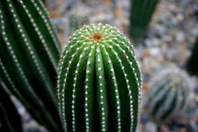 Beijing Botanical Gardens.