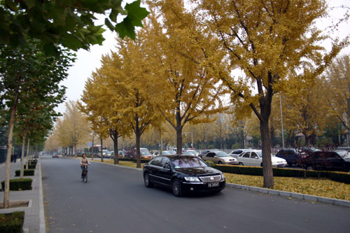 Beijing Autumn Ginkgo Trees.