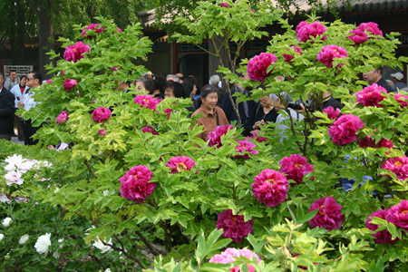 Jing Shan Park Peonies, Beijing, China.