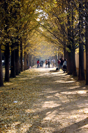 Fallen Ginko Leaves with People, Beijing, China.