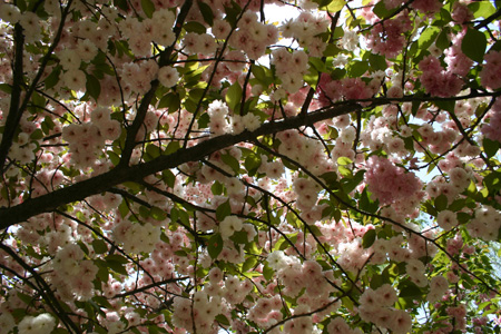 Yu Yuan Tan Park Blossom, Beijing, China.