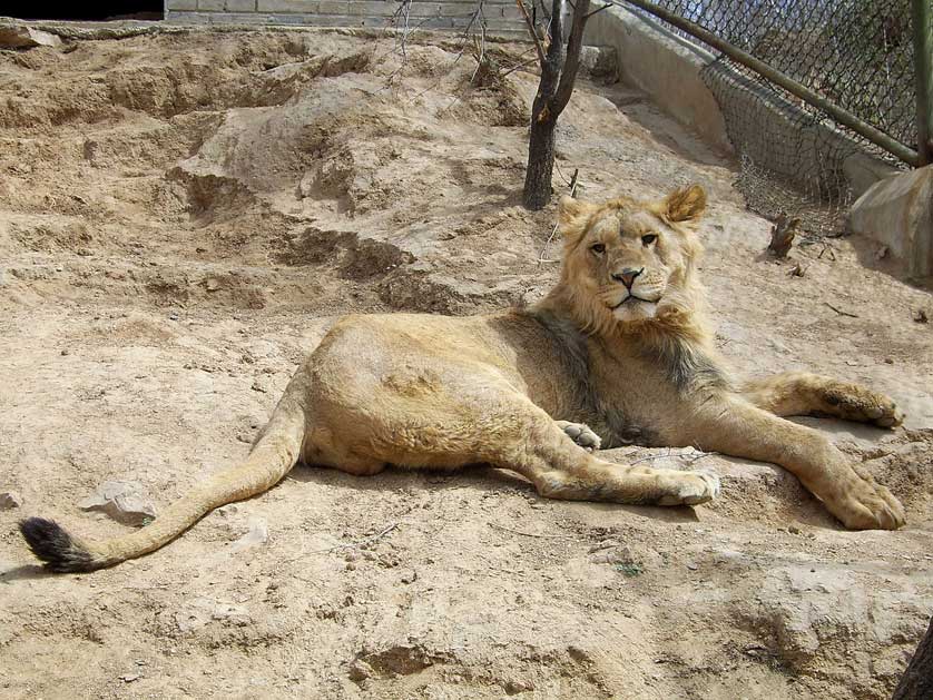 Beijing Zoo Lion.