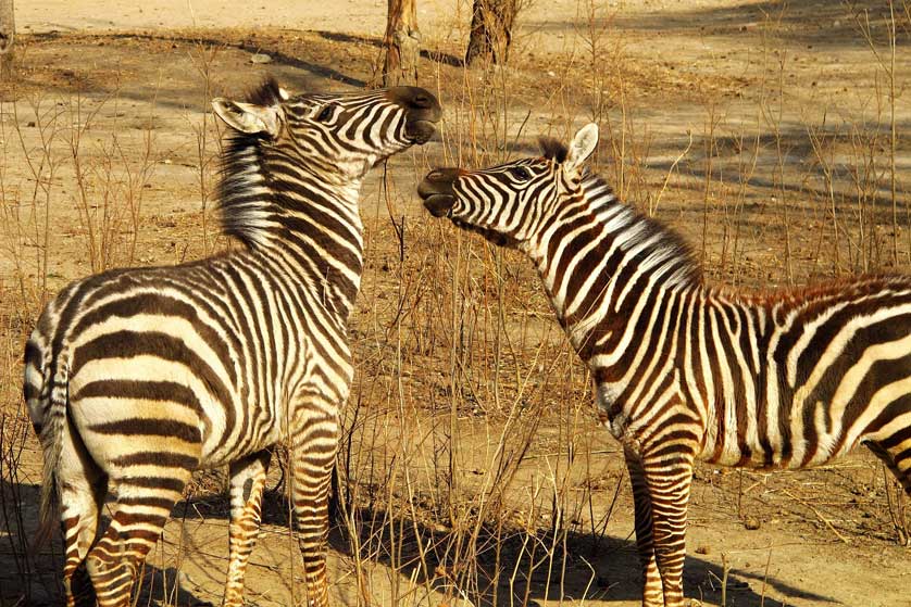 Zebras at Beijing Zoo.