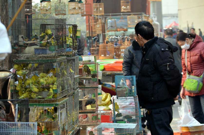 Bird, Fish & Bug Market, Beijing.