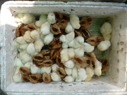 Beijing Bird, Fish and Bug Market.