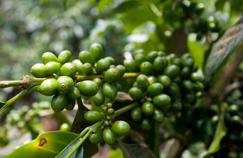 Lao Coffee Plant, Bolaven Plateau.