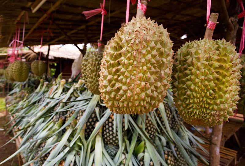 Durian, Bolaven Plateau, Laos.