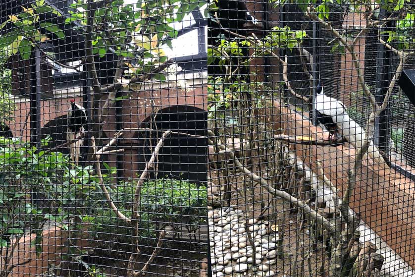 Animals at the HKZBG.