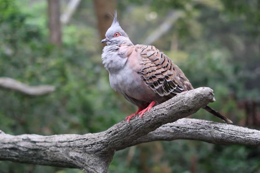 Hong Kong Zoo and Botanical Garden.