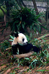 Panda, Chengdu.