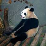 Chengdu.