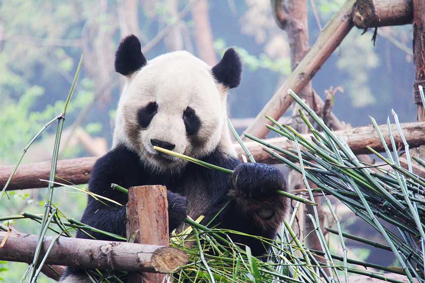 Panda, Chengdu.