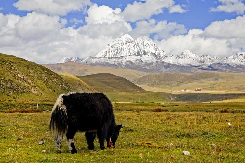 Yak, Western Sichuan, China
