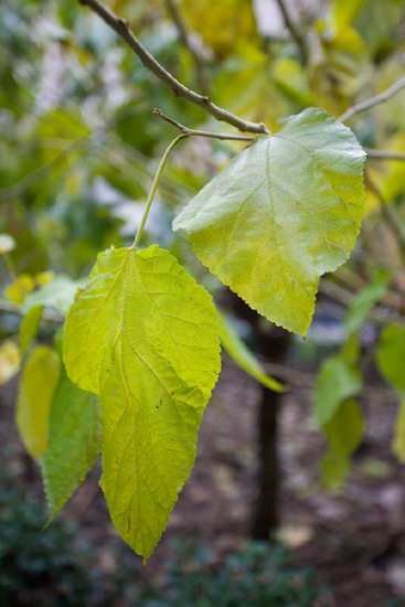 Zhejiang Province Mulberry Tree, China.