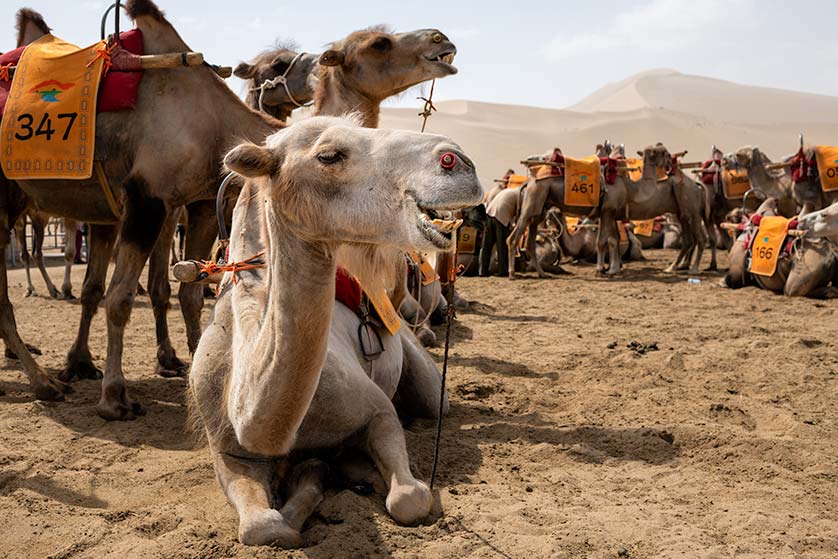 Camels at the Echoing Dunes, Dunhuang, China.