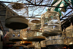 Guan Yuan Shi Chang Bird Cages.