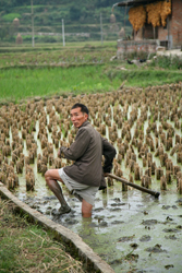 Man in rice paddy, Guizhou, China.