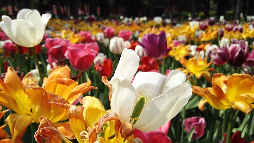 Jing Shan Park Peonies, Beijing, China.