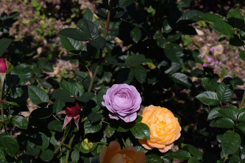 Rose Garden, Kowloon Park.