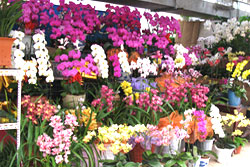 Laitai Flower Market, Beijing, China.