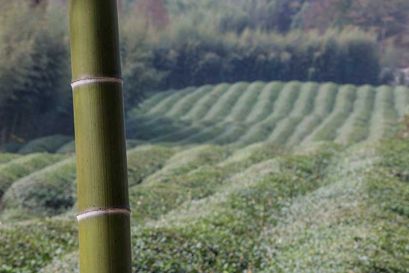 Moganshan, Zhejiang Province, China.