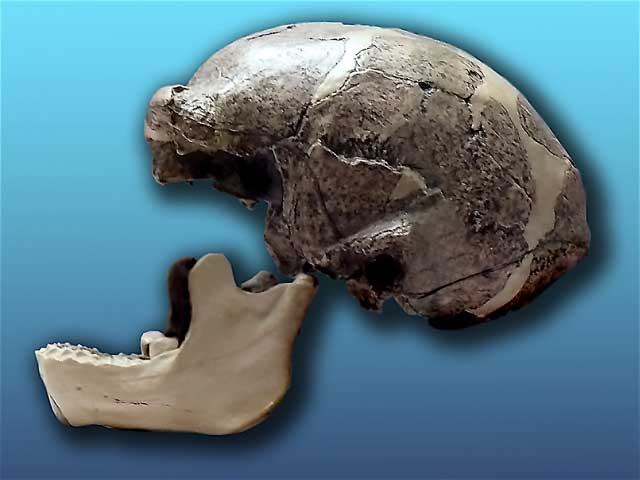 Peking Man (replica).
