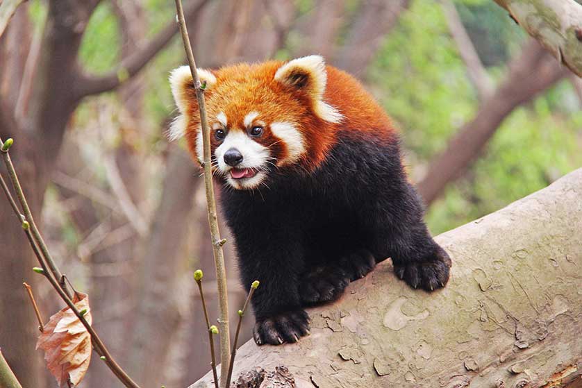 Red panda, Chengdu.