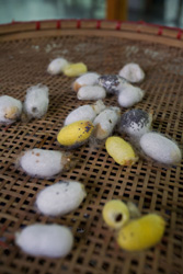Silk Cocoons.