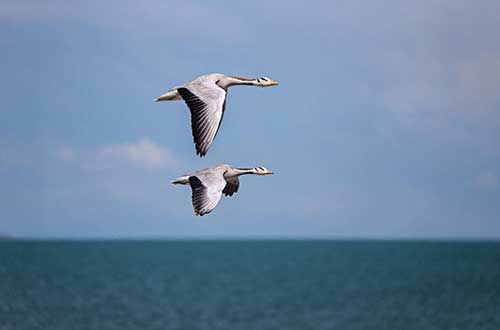 Bar-Headed Geese, Bird Island, Qinghai Lake, Qinghai, China
