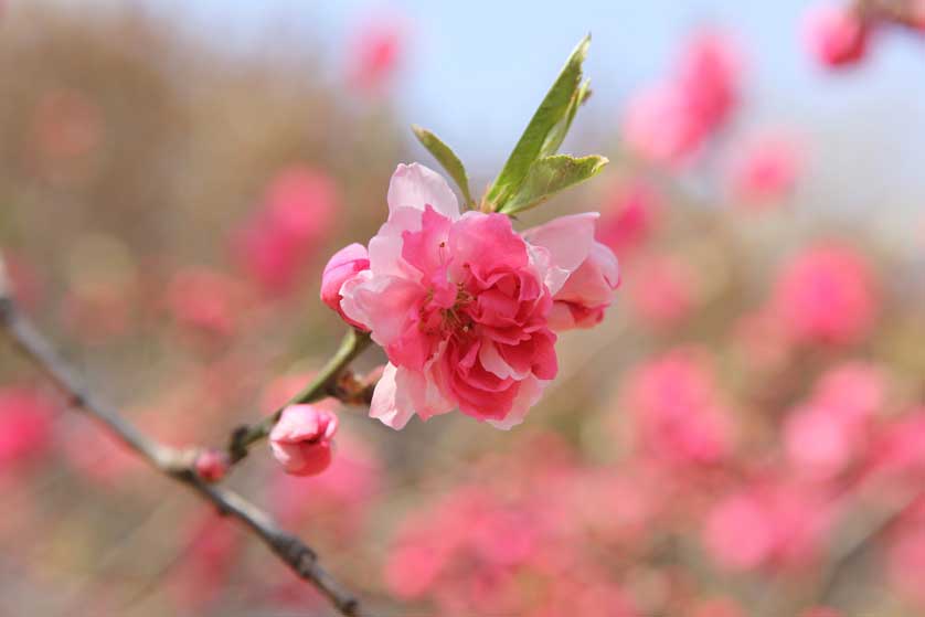 Zizhuyuan Park, Beijing.