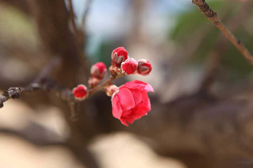 Peach blossom at Zizhuyuan Park.